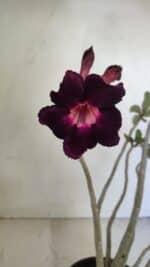 Planta Simples 3246 – 35cm – 03 anos - Imagem 4