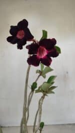 Planta Simples 3246 – 35cm – 03 anos - Imagem 9