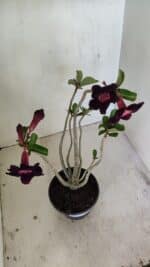 Planta Simples 3246 – 35cm – 03 anos - Imagem 8