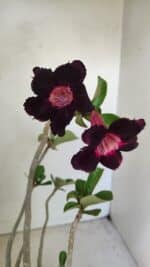 Planta Simples 3246 – 35cm – 03 anos - Imagem 5