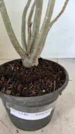 Planta Simples 3246 – 35cm – 03 anos - Imagem 7