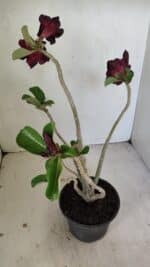 Planta Simples 3246 – 35cm – 03 anos - Imagem 6