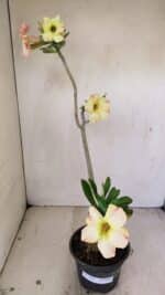 Planta Simples 3247 – 35cm – 03 anos - Imagem 2