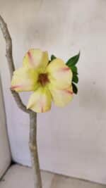 Planta Simples 3247 – 35cm – 03 anos - Imagem 4