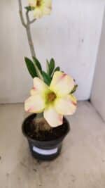 Planta Simples 3247 – 35cm – 03 anos - Imagem 5