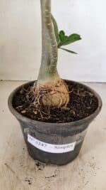 Planta Simples 3247 – 35cm – 03 anos - Imagem 8