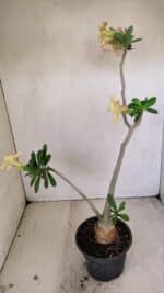 Planta Simples 3247 – 35cm – 03 anos - Imagem 7