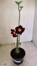 Planta Simples 3248 – 35cm – 03 anos - Imagem 2