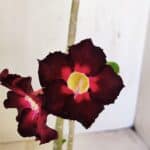 Planta Simples 3248 – 35cm – 03 anos