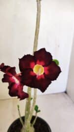 Planta Simples 3248 – 35cm – 03 anos