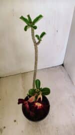 Planta Simples 3248 – 35cm – 03 anos - Imagem 4