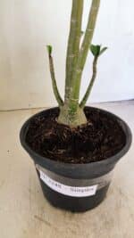 Planta Simples 3248 – 35cm – 03 anos - Imagem 7