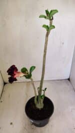 Planta Simples 3248 – 35cm – 03 anos - Imagem 6