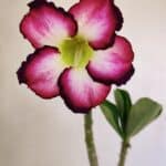 Planta Simples 3249 – 30cm – 02 anos