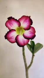 Planta Simples 3249 – 30cm – 02 anos