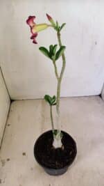 Planta Simples 3249 – 30cm – 02 anos - Imagem 6