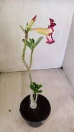 Planta Simples 3249 – 30cm – 02 anos - Imagem 5