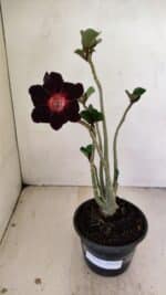 Planta Simples 3250 – 35cm – 03 anos - Imagem 2