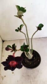 Planta Simples 3250 – 35cm – 03 anos - Imagem 4