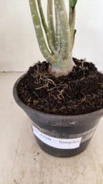 Planta Simples 3250 – 35cm – 03 anos - Imagem 7