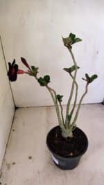 Planta Simples 3250 – 35cm – 03 anos - Imagem 5