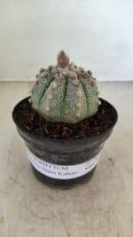 ASTROPHYTUM ASTERIAS SUPER KABUTO  Nº 389 - vaso 11 - Imagem 2