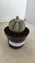 ASTROPHYTUM ASTERIAS SUPER KABUTO  Nº 389 - vaso 11 - Imagem 9