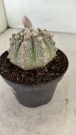 ASTROPHYTUM ASTERIAS SUPER KABUTO  Nº 389 - vaso 11 - Imagem 7