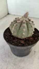 ASTROPHYTUM ASTERIAS SUPER KABUTO  Nº 389 - vaso 11 - Imagem 6