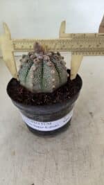 ASTROPHYTUM ASTERIAS SUPER KABUTO  Nº 389 - vaso 11 - Imagem 4