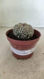 ASTROPHYTUM ASTERIAS SUPER KABUTO  Nº 390 - vaso 11 - Imagem 2