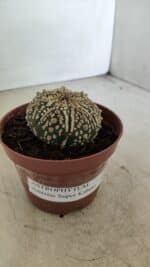 ASTROPHYTUM ASTERIAS SUPER KABUTO  Nº 390 - vaso 11 - Imagem 9