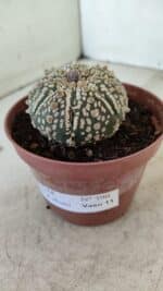 ASTROPHYTUM ASTERIAS SUPER KABUTO  Nº 390 - vaso 11 - Imagem 8