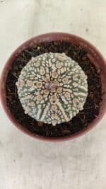 ASTROPHYTUM ASTERIAS SUPER KABUTO  Nº 390 - vaso 11 - Imagem 3