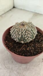 ASTROPHYTUM ASTERIAS SUPER KABUTO  Nº 390 - vaso 11 - Imagem 7