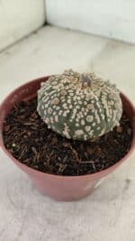 ASTROPHYTUM ASTERIAS SUPER KABUTO  Nº 390 - vaso 11 - Imagem 6