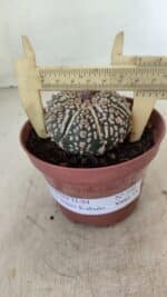 ASTROPHYTUM ASTERIAS SUPER KABUTO  Nº 390 - vaso 11 - Imagem 4