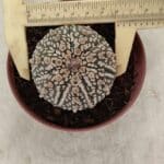 ASTROPHYTUM ASTERIAS SUPER KABUTO  Nº 390 - vaso 11