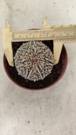 ASTROPHYTUM ASTERIAS SUPER KABUTO  Nº 390 - vaso 11