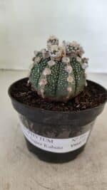 ASTROPHYTUM ASTERIAS SUPER KABUTO  Nº 391 - vaso 11 - Imagem 2