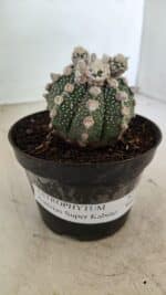 ASTROPHYTUM ASTERIAS SUPER KABUTO  Nº 391 - vaso 11 - Imagem 9