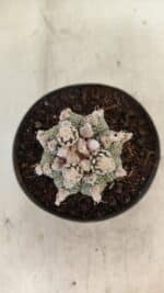 ASTROPHYTUM ASTERIAS SUPER KABUTO  Nº 391 - vaso 11 - Imagem 3