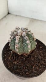 ASTROPHYTUM ASTERIAS SUPER KABUTO  Nº 391 - vaso 11 - Imagem 7