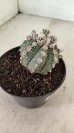 ASTROPHYTUM ASTERIAS SUPER KABUTO  Nº 391 - vaso 11 - Imagem 6