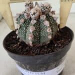 ASTROPHYTUM ASTERIAS SUPER KABUTO  Nº 391 - vaso 11