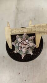 ASTROPHYTUM ASTERIAS SUPER KABUTO  Nº 391 - vaso 11 - Imagem 5