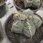 CACTOS LIVE 11/09  Nº 145 – vaso 15