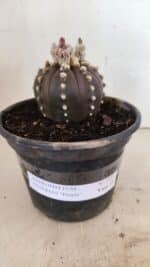 ASTROPHYTUM ASTERIAS “Purple”  Nº 1022 – vaso 15 - Imagem 2