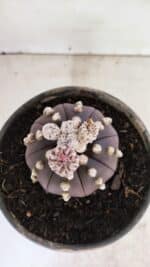 ASTROPHYTUM ASTERIAS “Purple”  Nº 1022 – vaso 15 - Imagem 3