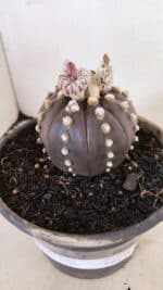 ASTROPHYTUM ASTERIAS “Purple”  Nº 1022 – vaso 15 - Imagem 10